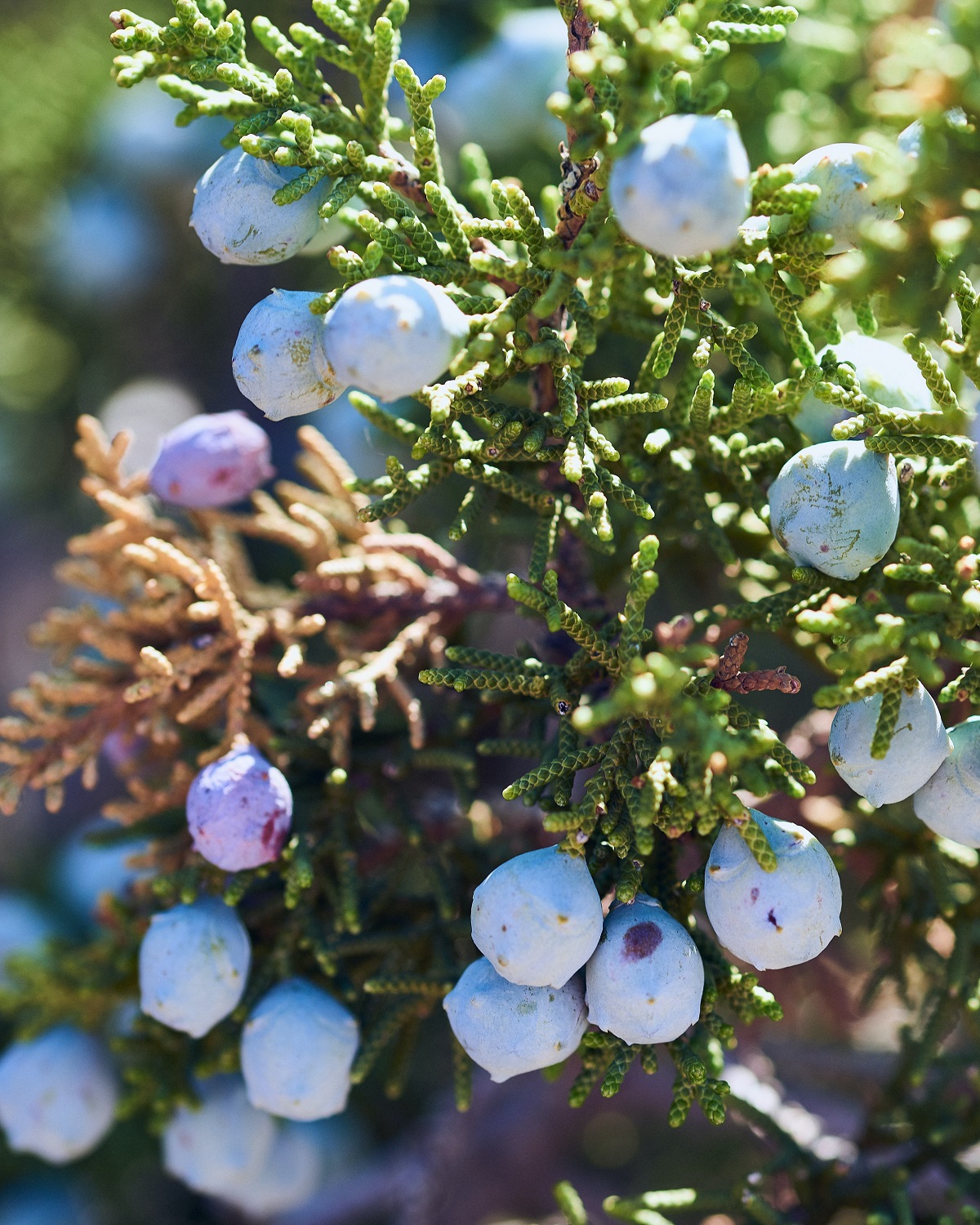Junper berries on a tree branch growing outside in the sun