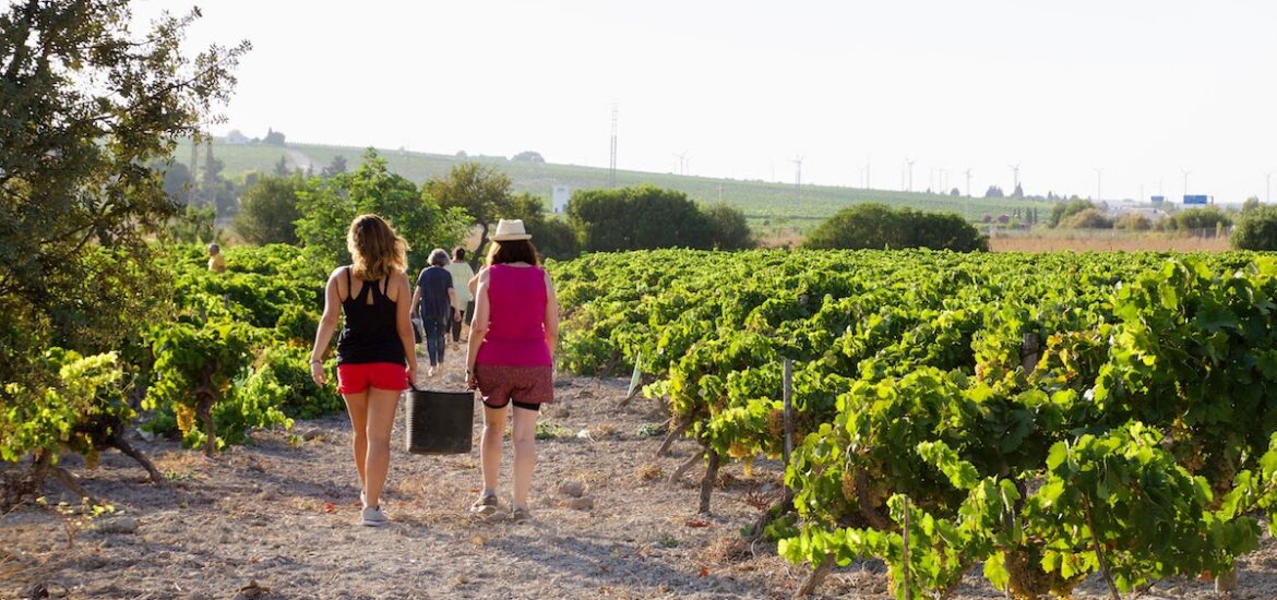 A group of people walking through a sunny vineyard.