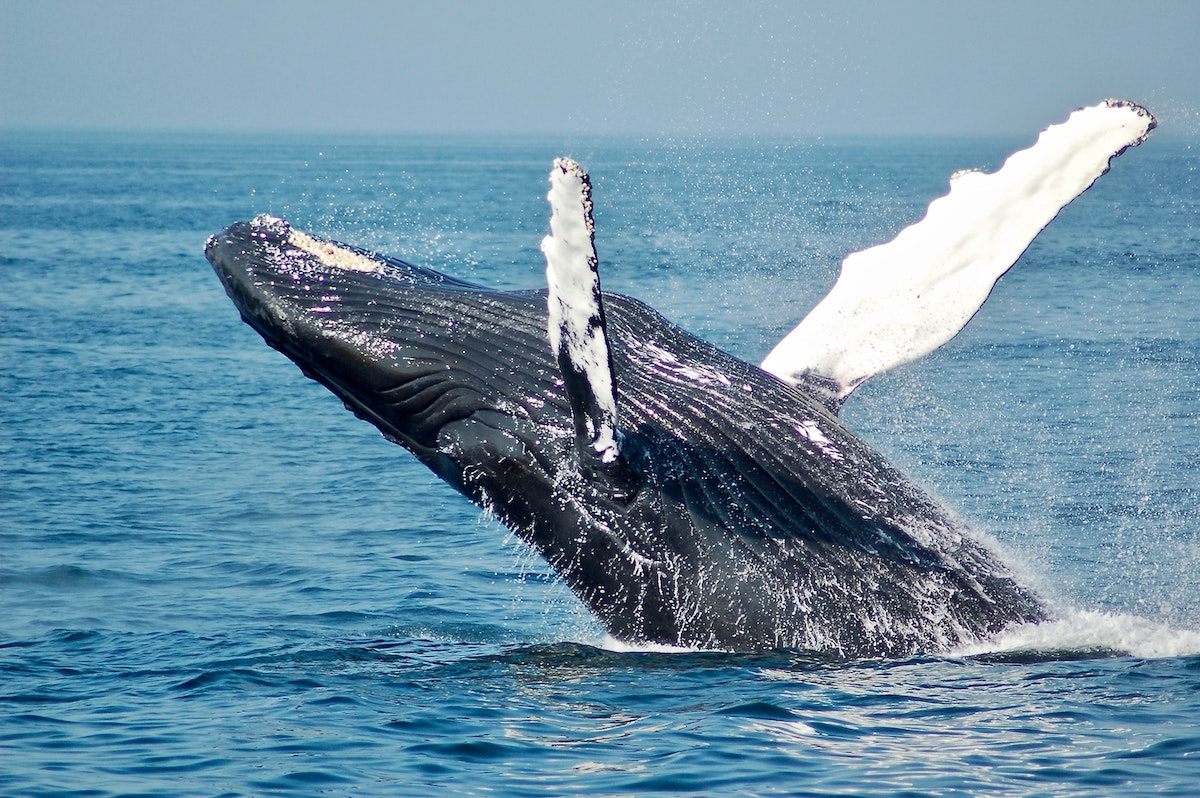 close up of a humpback whale breeching in the ocean just off the coast of Massachusetts