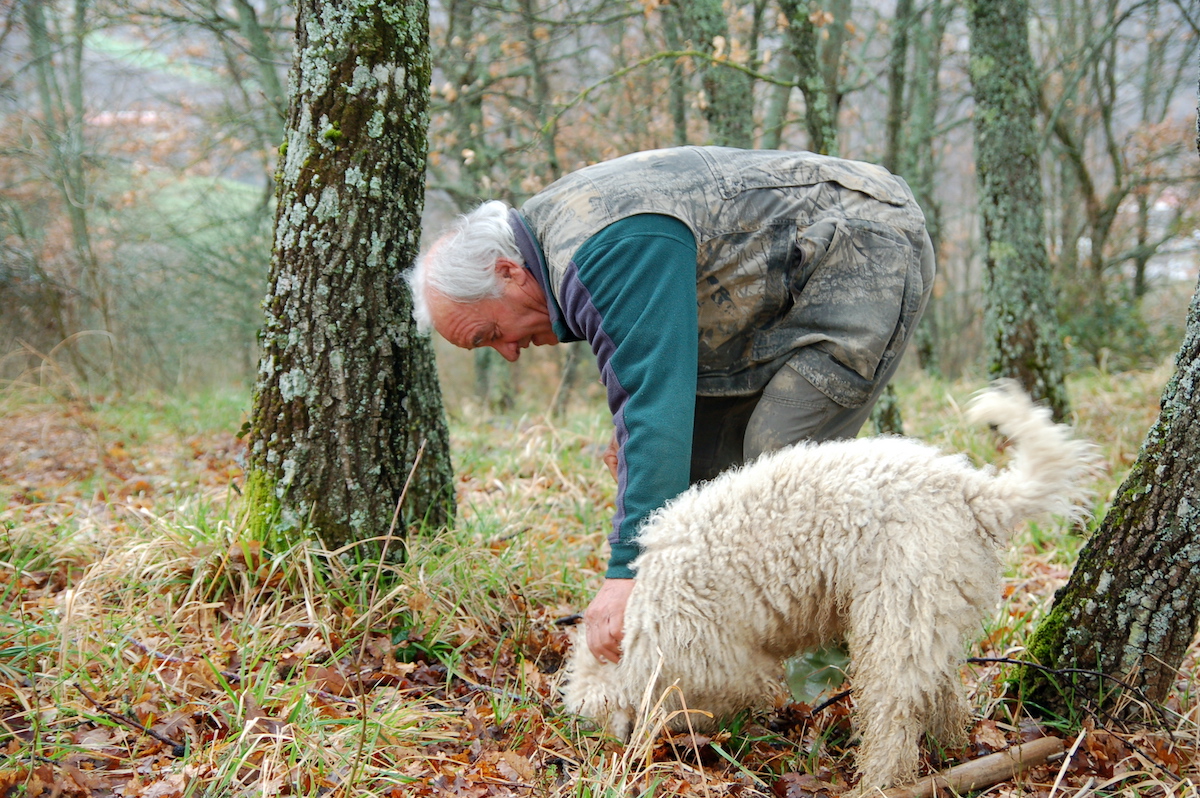 An older man and a white dog hunting for truffles in the forest.