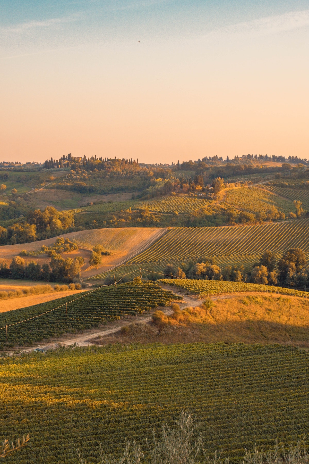 Rolling hills with vineyards at sunset