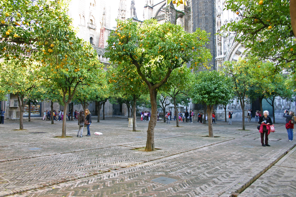 After you visit the Seville cathedral, take some time to relax in the peaceful orange tree courtyard.