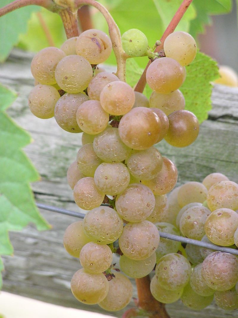 Grapes used for making white wine.