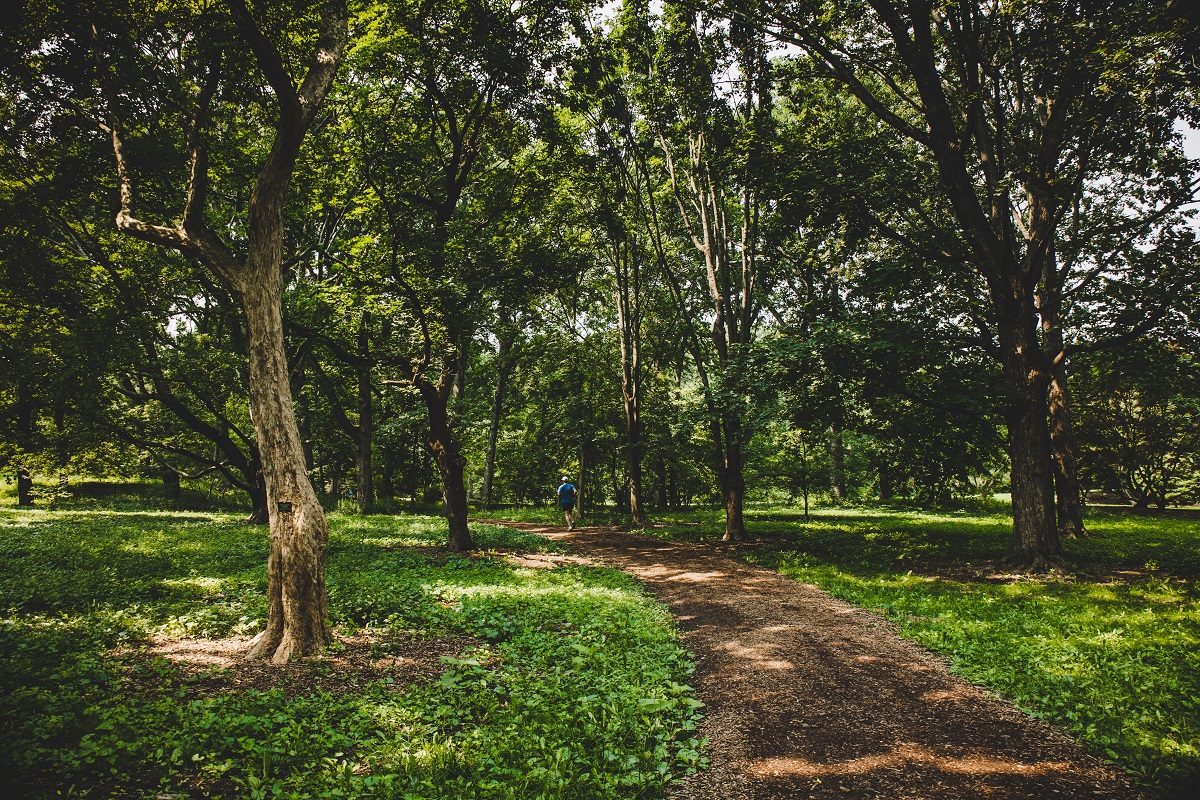 man jogging in a lush, wooded area of Boston during the summer